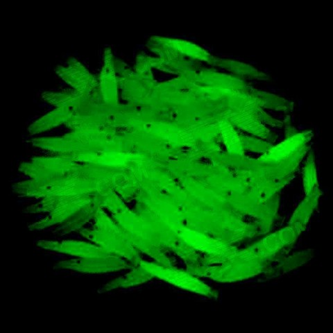 светящаяся в темноте приманка