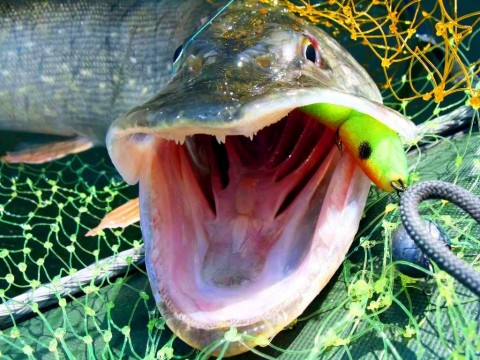 светящаяся в темноте приманка