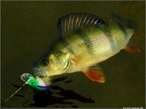 светящаяся в темноте приманка