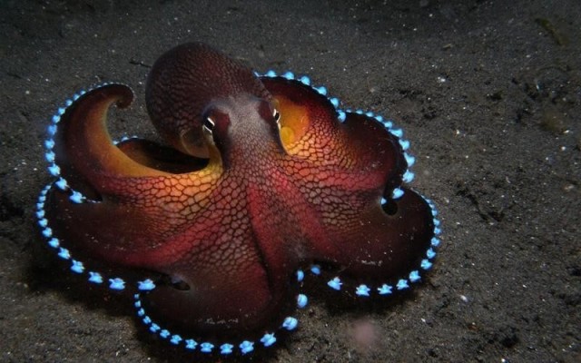 люминесценция