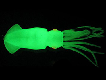 светящаяся в темноте приманка
