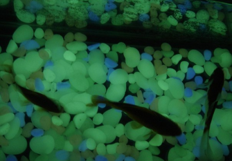 Oracal film and photo paper