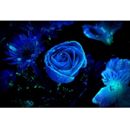 Светящиеся краски для цветов Светящиеся краски для цветов