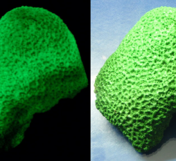 светящаяся краска