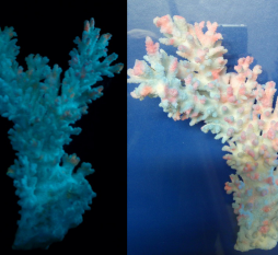 светящаяся краска