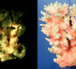 светящаяся краска