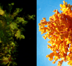 светящаяся краска