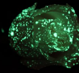 светящаяся краска