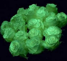 светящаяся краска