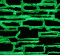 светящаяся краска